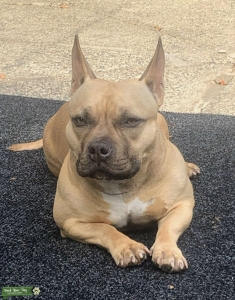 American bully girl needs stud Listing Image