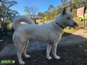 Purebred, Clear Health Tested Female  Siberian Husky Listing Image