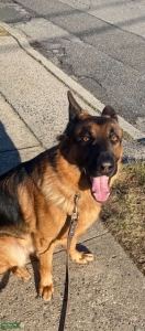 German Shepherd Dog Listing Image