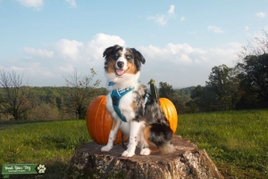Blue Merle Female Australian Shepherd Listing Image
