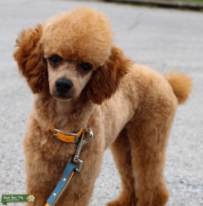 Red mini poodle  Listing Image
