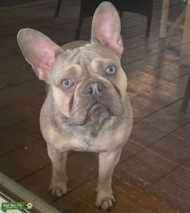  AKC Pedigree French Bulldog Stud Listing Image