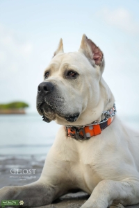 Cane Corso Puppies ICCF Listing Image