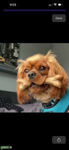 Handsome Ruby Cavalier King Charles Male Listing Image