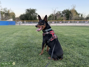 Miniature Pinscher Listing Image