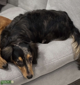 Silver dapple long hair min dachshund stud services Listing Image