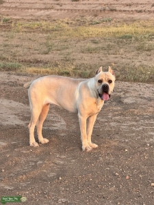 Strawberry cane corso Listing Image