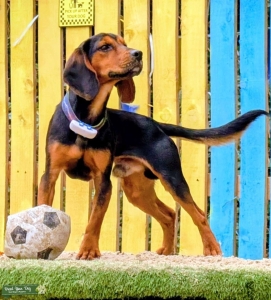 STUD DOG Listing Image