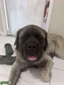 Introducing Hector for stud.  Listing Image