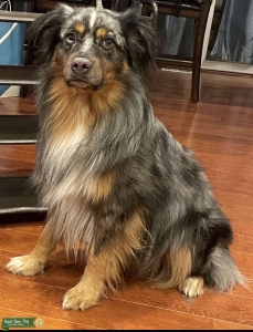 Blue Merle Stud Listing Image