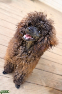 Toy poodle  Listing Image