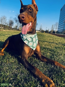 Dobermann Stud  Listing Image