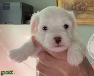 Coton de Tulear Pups Listing Image