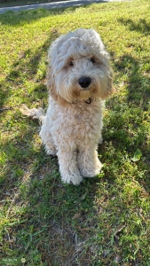 Cockapoo Listing Image