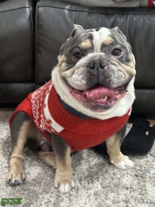 Tri-Lilac English Bulldog Stud Listing Image