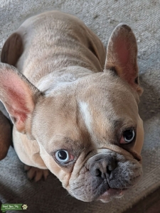 French bulldog stud  Listing Image