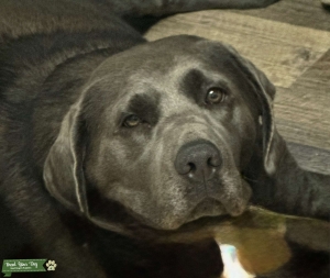 AKC Charcoal Labrador Retriever Listing Image