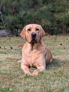 Gorgeous yellow Lab Listing Image