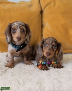 Dachshunds  Listing Image