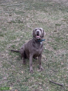 Silver Labrador Retriever  Listing Image