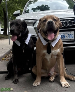MASTIFF FOR STUD SERVICE  Listing Image