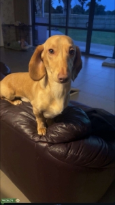 Mini dachshund stud dog Listing Image
