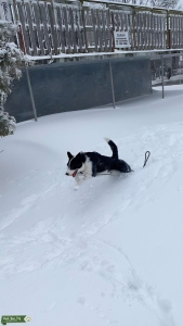 Beautiful Aussie mix Female looking for a Mate Listing Image