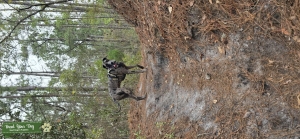 Merle Great Dane Listing Image