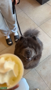 Beautiful chocolate chow chow to be bred with a light chow. Listing Image