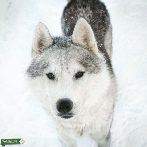 Champion Siberian Husky Stud  Listing Image