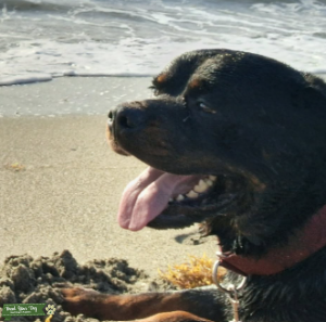 Good-Natured Male Rottweiler Listing Image
