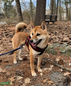 AKC Registered Shiba Inu Stud – Boston, Massachusetts Listing Image