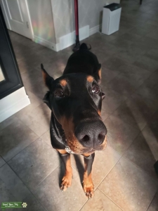 Looking for a female dog for my male doberman  Listing Image