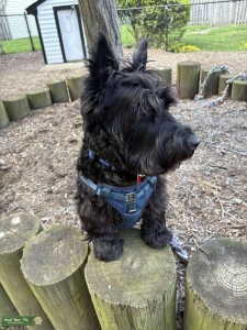 AKC Scottish Terrier  Listing Image