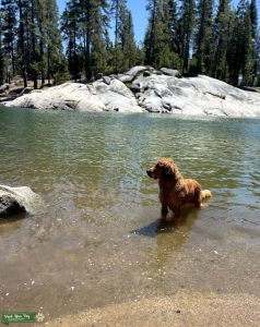 Golden Retriever Stud Listing Image
