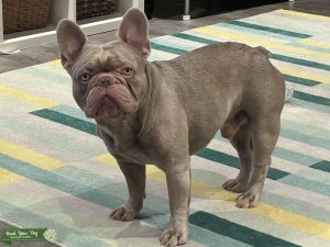 Solid New Shade Isabella French Bulldog Stud | Proven Sire Listing Image