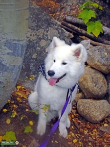 Snowstorm Samoyed Stud Dog  Listing Image