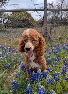Red AKC Miniature Poodle Listing Image