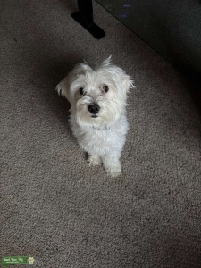 Purebred Maltese, no mixed breed, 2-year-old white male. Listing Image
