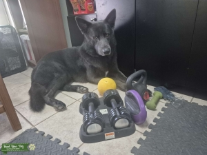 Blue Wolfdog Stud Listing Image