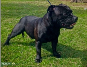 Gorgeous Male available for Frozen Stud Listing Image