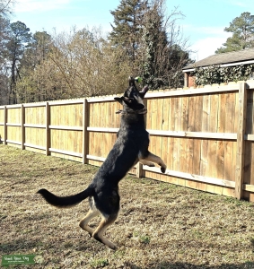 Old German Shepherd Stud Dog in Petersburg VA Listing Image