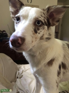 Australian Shepherd/Border Collie  Listing Image