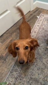 Looking for stud ASAP for long haired mini dachshund  Listing Image