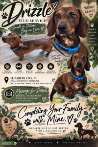 Brindle Tweenie Dachshund Listing Image