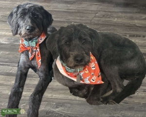 Labradoodle  Listing Image