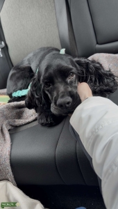 American Cocker Spaniel health tested Listing Image