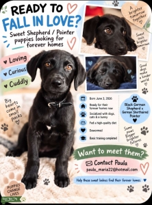 Gorgeous Black Male Puppies for sale Listing Image