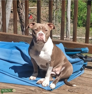 ABKC Bully Listing Image
