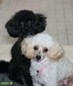 AKC Toy Poodle Stud Listing Image